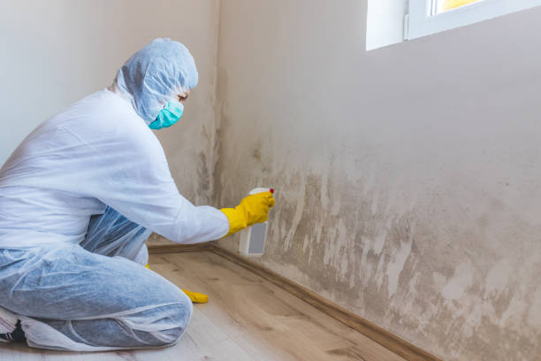 Licensed Basement Mold Remediation service in Mathews, VA - WQB Mold Removal