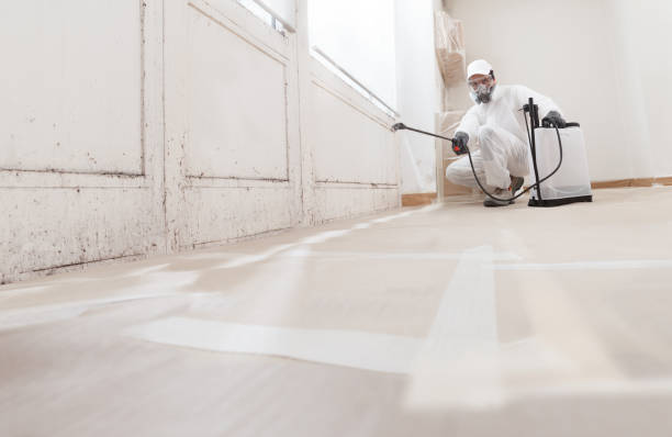 24/7 Emergency Basement Mold Remediation experts in Mathews, VA