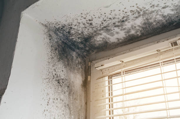 Affordable Basement Mold Remediation solutions in Mathews, VA